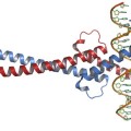 Myc DNA Complex, New Research Targets Myc-Driven Cancers