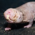 Naked Molerat