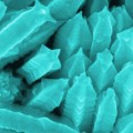 Nanostarfruits begin as gold nanowires