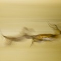 National Geographic Photo Contest, Cheetah on the Hunt