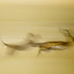National Geographic Photo Contest, Cheetah on the Hunt