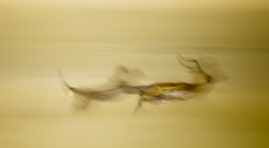 National Geographic Photo Contest, Cheetah on the Hunt