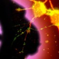 Natural birth triggers brain boosting proteins