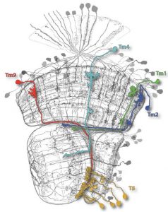 Neurobiologists Characterize Nerve Cells That Detect Motion by Light Changes