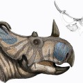New Dinosaur Species Announced Spinops Sternbergorum