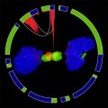 New Research May Lead to New Treatment for Type of Brain Cancer