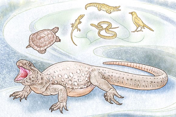 Turtles Share a Recent Common Ancestor with Birds and Crocodiles