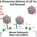 New Strategy Advances Stem Cell Culture Techniques