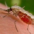New breed of mosquitoes can't transmit malaria