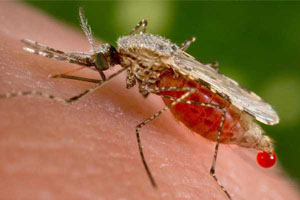New breed of mosquitoes can't transmit malaria 