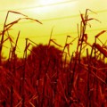 Northern Hemisphere's intercontinental crop losses caused by ozone