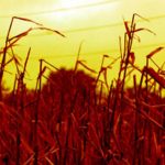 Northern Hemisphere's intercontinental crop losses caused by ozone