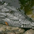 Nuclear Plant Helps Save Endangered Florida Crocodiles