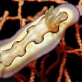 Nudibranch sea slugs