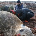 Ocean warming causes elephant seals to dive deeper