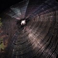 Orb Web Spider