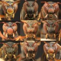 Paper Wasp