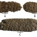 Peruvian Corn Cobs from 6,500-4,000 years ago
