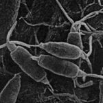 Pestalotiopsis-microspora-close