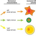 Physical properties predict stem cell use