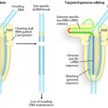Programmable DNA scissors