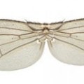 Protein signal controls of insect size