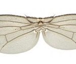 Protein signal controls of insect size