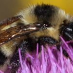 Rare Cockerell’s Bumblebee Found In New Mexico