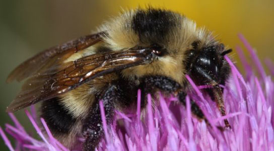 Rare Cockerell’s Bumblebee Found In New Mexico
