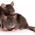 Rats will help other rats
