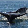 Record Numbers of Gray Whales Spotted Off California Coast