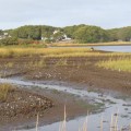 Recreational fishing is a major contributor to the rapid decline of important salt marshes