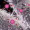 Researchers Develop a New Approach Against Salmonella and Other Pathogens