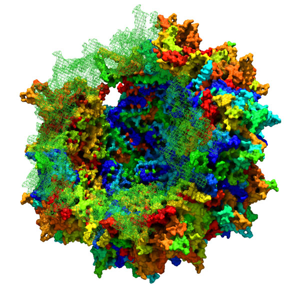 Biologists Recreate the Evolutionary Lineage of Adeno-Associated Viruses