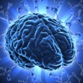 Rewiring in the brain is life-long