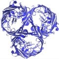 Ribbon diagram of the OmpF protein
