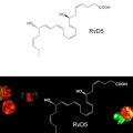 RvD5 stimulates white blood cells (red) to ingest E coli (green)