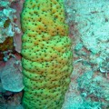 Sea cucumbers counter the negative effects of ocean acidification