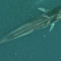 Seismologists Record Whale Songs While Listening for Underwater Earthquakes