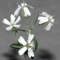 Silene_stenophylla
