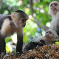 Small Monkey Groups Are More Likely to Fight