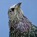Starling