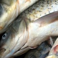 Structural brain aging associated with lack of omega-3 acids in diet