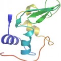 Structure of the protein lysozyme