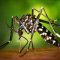 Study Finds Antibody That ‘Neutralizes’ Zika Virus