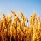 Harvard Reveals Quality and Quantity of Key Crops is Changing Study Shows Quality and Quantity of Crops is Changing