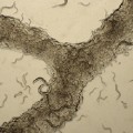 Study unravels worm speak