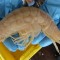 Supergiant amphipods discovered