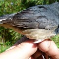 The Blackthroat Luscinia Obscura Discovered