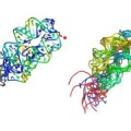 Three-dimensional RNA modeling